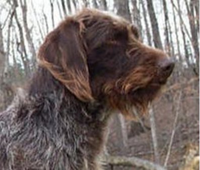 what is the best dog for deer hunting